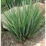 Dianella "Little Rev" 10lt