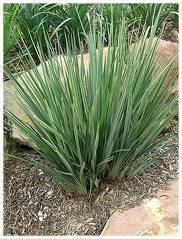 Dianella_little_rev.jpg Dianella "Little Rev" 10lt