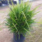 Dianella "Little Jess" 10lt