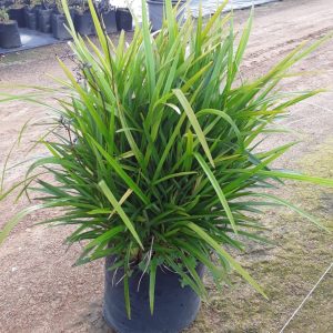 Dianelle-little-jess.jpeg Dianella "Little Jess" 10lt