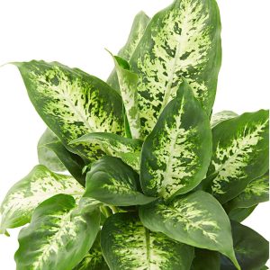 Dieffenbachia Compacta 14cm Pot