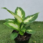 Dieffenbachia-exotica.jpeg Dieffenbachia Exotica 15cm Pot