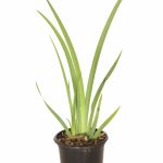 Dietes Grandiflora 12cm Pot