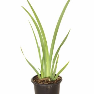 Dietes Grandiflora 12cm Pot