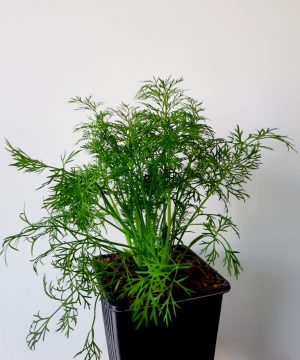 Dill 10.5cm Pot