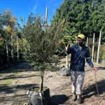 Diospyros Whyteana 70lt