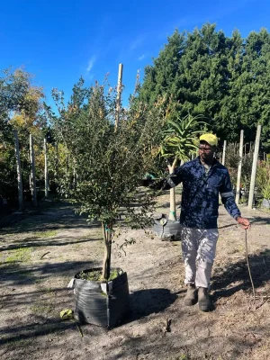 Diospyros Whyteana 70lt