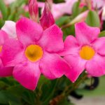 Dipladenia (Mandevilla) Splendens Pink 20lt
