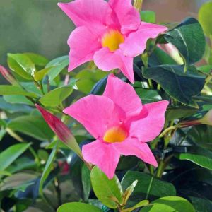 Dipladenia Pink 19cm Pot