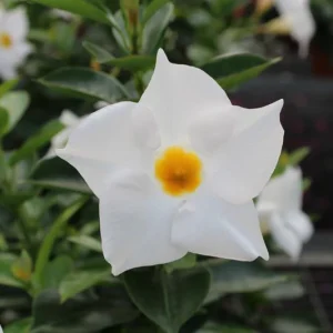 Dipladenia White 19cm Pot