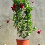 Dipladenia-scaled-1.jpg Dipladenia Diamante Opale Grenat 10lt