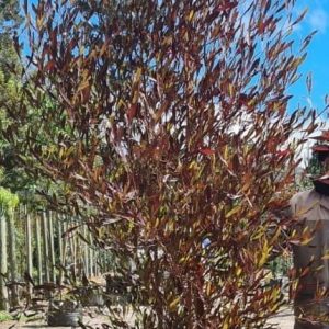 Dodonaea-augustifolia-Purpurea-70lt.jpg Dodonaea Augustifolia "Purpurea" Tree 70lt