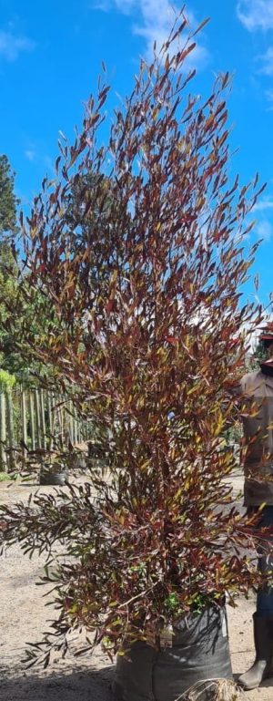 Dodonaea Augustifolia "Purpurea" Tree 70lt