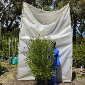 Dodonea-augustifolia.webp Dodonea Augustifolia Green 70lt