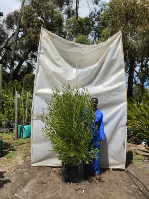 Dodonea Augustifolia Green 70lt