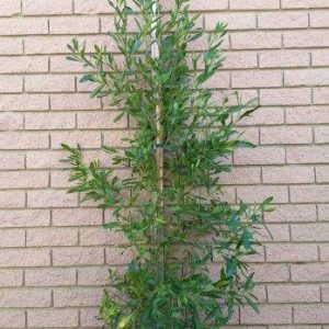 Dodonea-viscosa-Green.jpg Dodonaea Viscosa Green 20lt