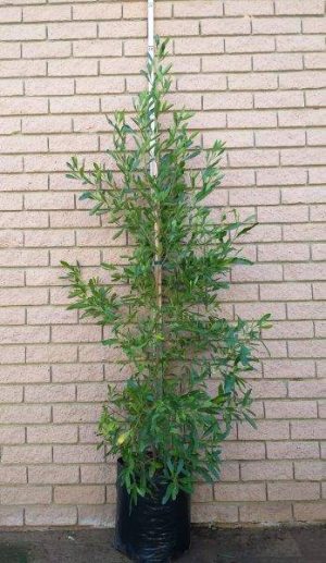 Dodonaea Viscosa Green 20lt