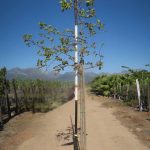 Dombeya Rotundifolia 40lt