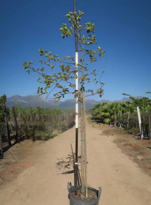 Dombeya Rotundifolia 40lt