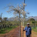 Dombeya Rotundifolia 200lt