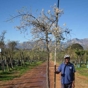 Dombeya Rotundifolia 200lt