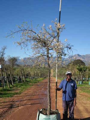 Dombeya Rotundifolia 200lt