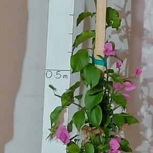 Bougainvillea Donyo 20lt