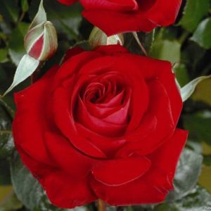Dorsland Red Rose 5lt