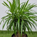 Dracaena Angassi 25cm Pot