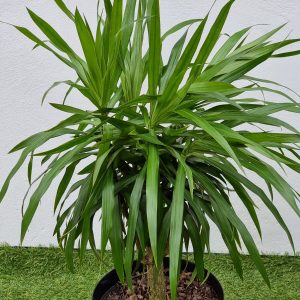 Dracaena-Angazi-25cm.jpeg Dracaena Angassi 25cm Pot
