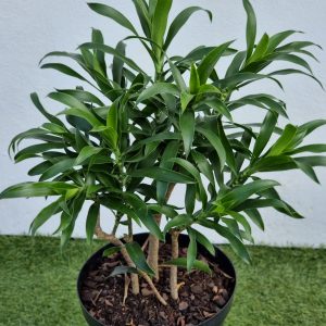 Dracaena-Reflexa-25cm.jpeg Dracaena reflexa 25cm Pot