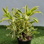Dracaena Song of India 15cm Pot