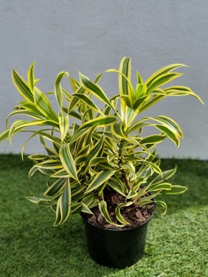 Dracaena Song of India 15cm Pot