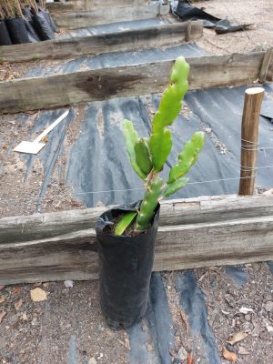 Dragon Fruit 5lt