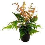 Dryopteris Erythrosora 12cm Pot