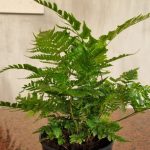 Dryopteris Erythrosora Compact 14cm Pot
