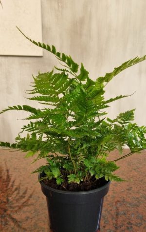 Dryopteris Erythrosora Compact 14cm Pot