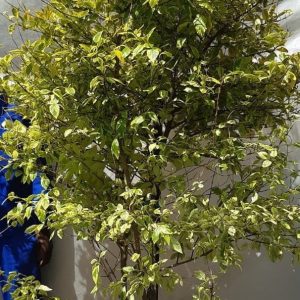 Duranta-Gold-Mine-70lt.jpg Duranta 'Gold Mine' Tree 70lt