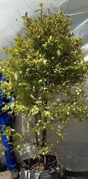 Duranta 'Gold Mine' Tree 70lt