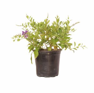 Duranta Sapphire Showers 15cm Pot