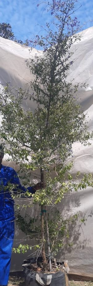 Duranta 'Sapphire Showers' Tree 70lt