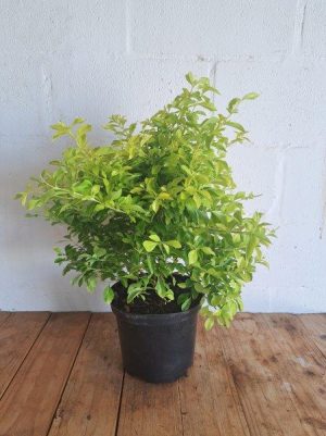 Duranta Gold 21cm Pot