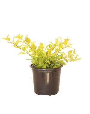 Duranta Gold 12cm Pot