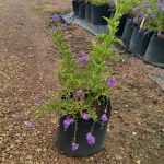 Duranta Sapphire Showers 10lt