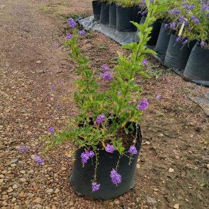 Durantha-sapphire-showers-10lt.jpeg Duranta Sapphire Showers 10lt