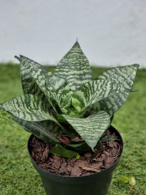 Sansevieria Dwarf 15cm Pot