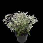 Euphorbia Kilimanjaro 14cm Pot