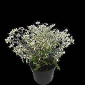 Euphorbia Kilimanjaro 14cm Pot