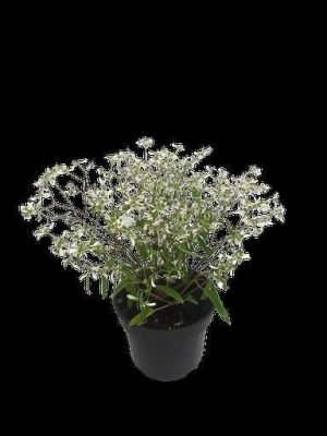 EUPHORBIA-KILIMANJARO-14CM-Pot.jpg Euphorbia Kilimanjaro 14cm Pot