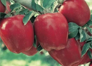 Early Red One Apple Tree 20lt